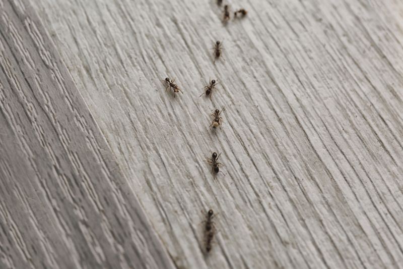 Ant Control Service