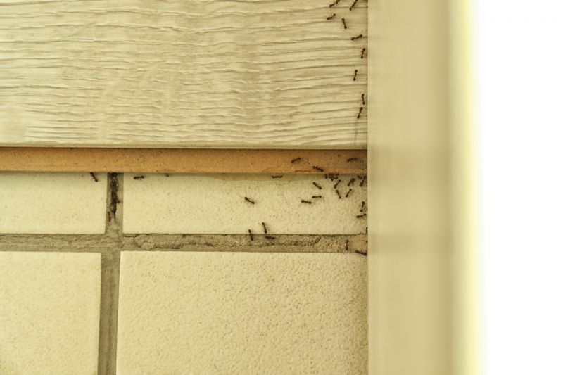 Ants Extermination Service