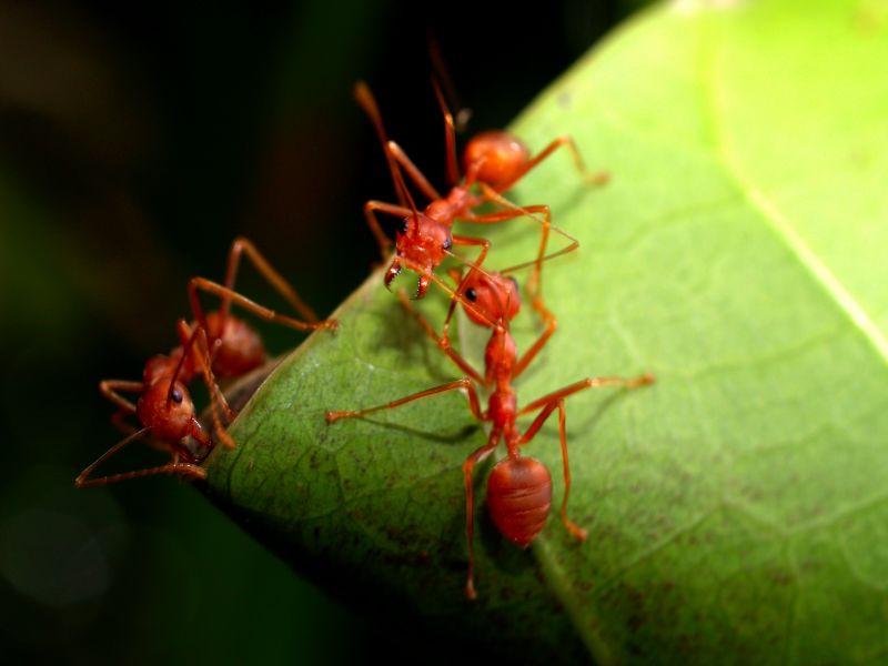 Ants Extermination Service