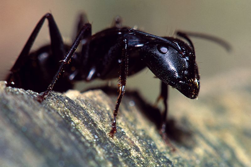 Ants Extermination Service