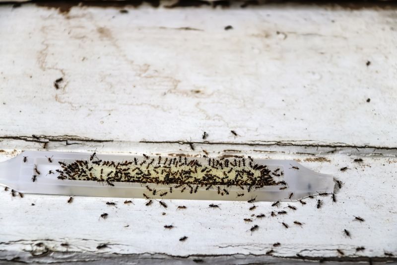 Ants Extermination Service