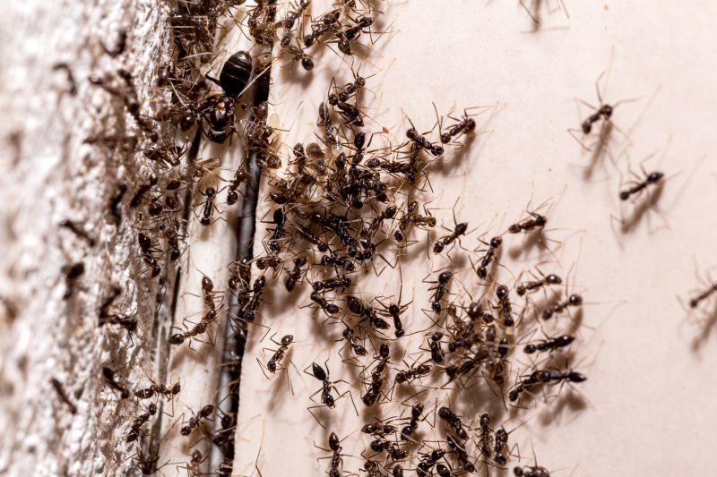 Ants Extermination Service