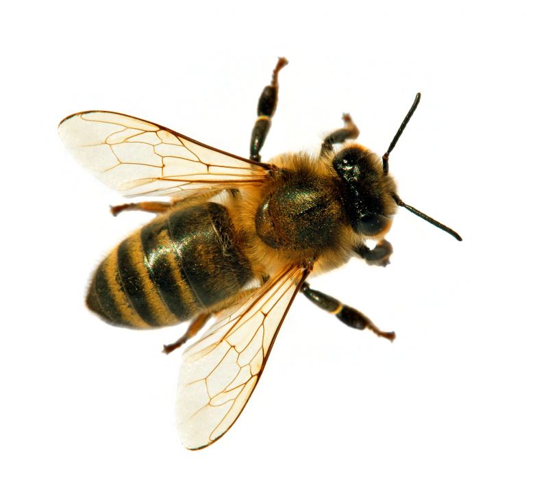 Bee Pest Control Service