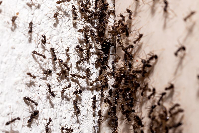 Black Ant Extermination
