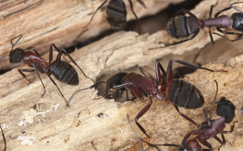 Black Ant Extermination