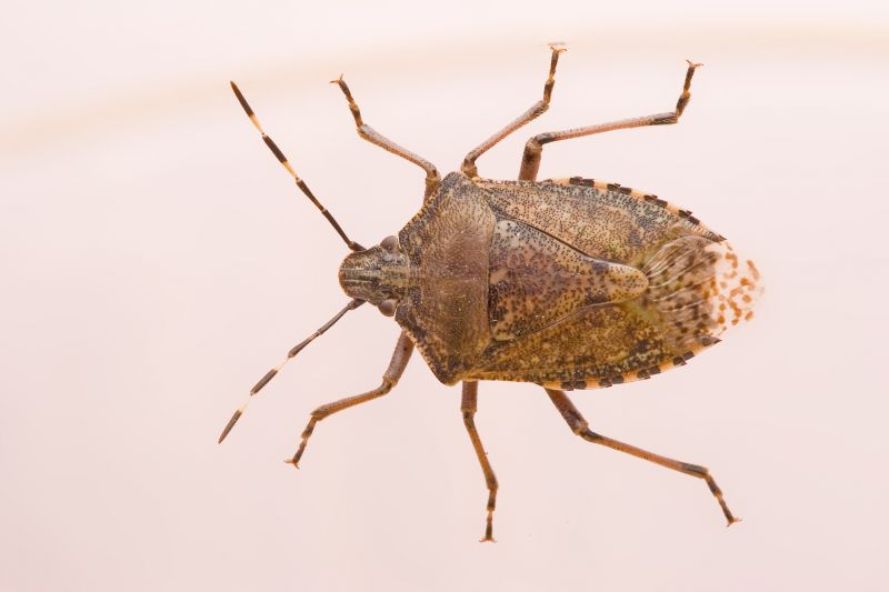 Bug Extermination Service