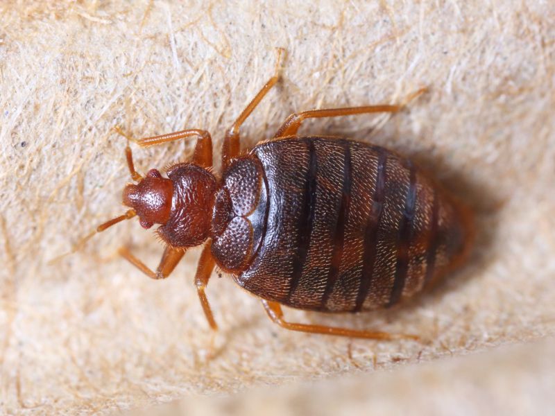 Bug Extermination Service