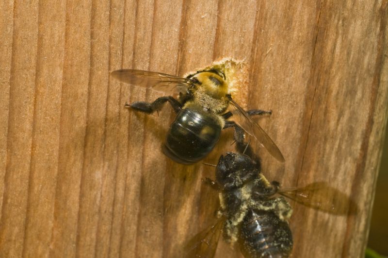 Carpenter Ant Extermination