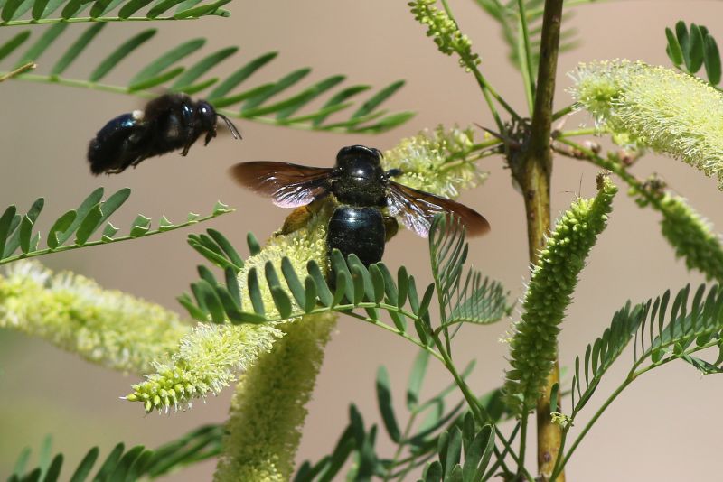 Carpenter Bee Removal Service