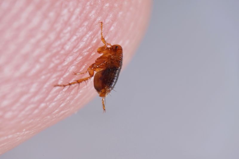 Flea Extermination