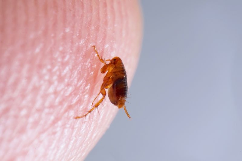 Flea Extermination
