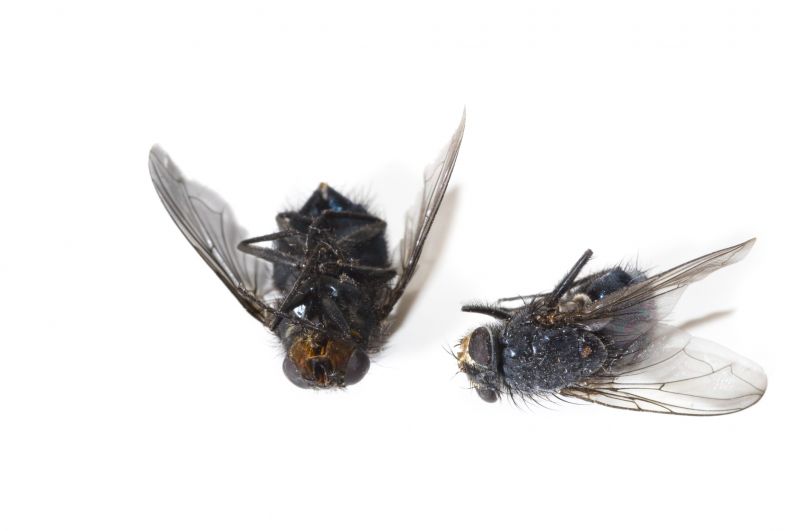 Fly Control Service