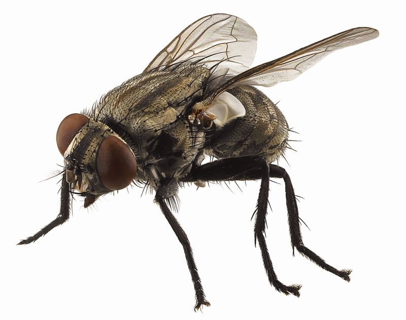 Fly Control Service