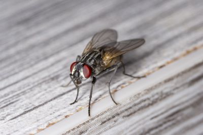 Fly Control Service