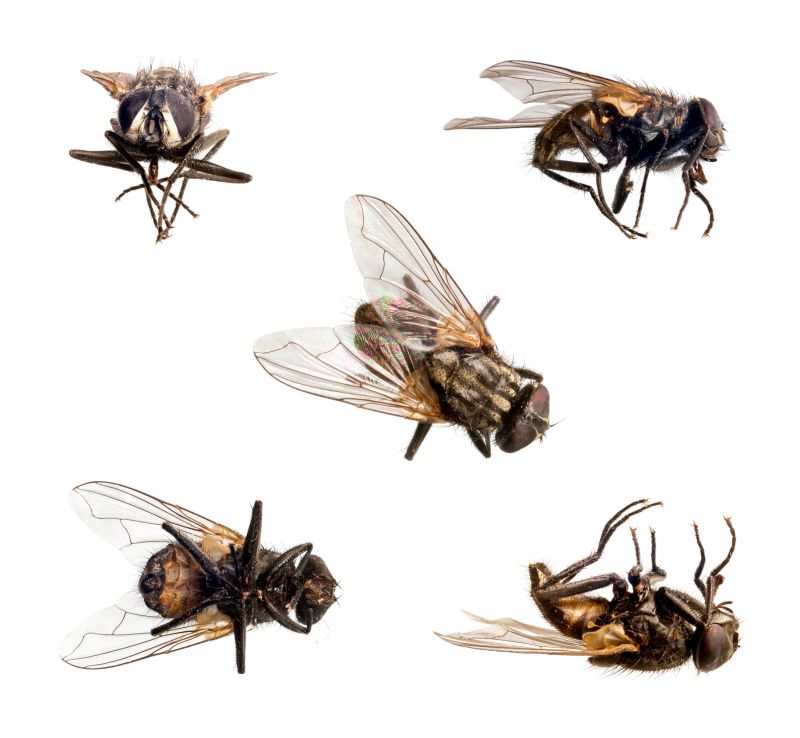 Fly Control Service
