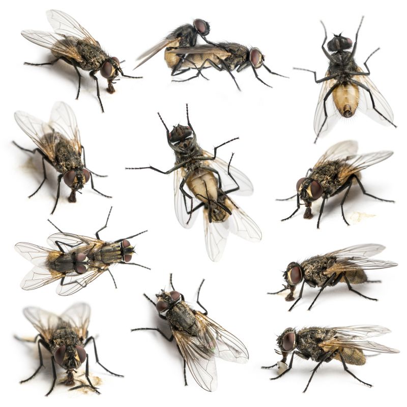 Fly Control Service