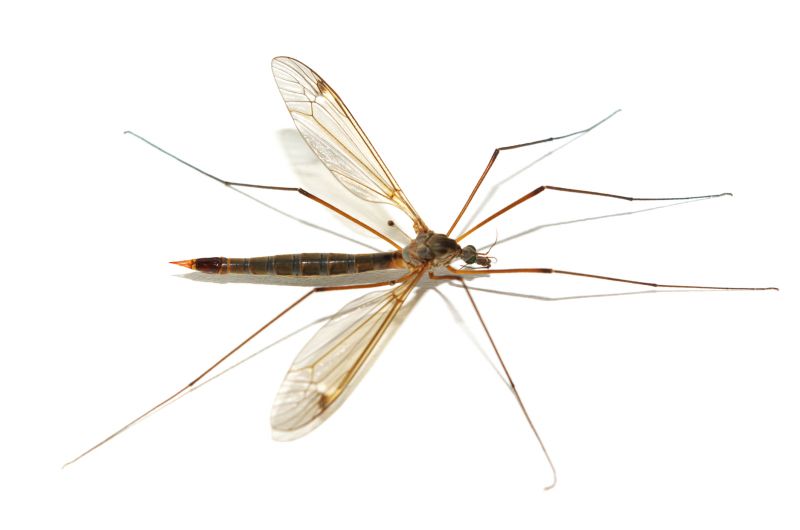Fly Control Service