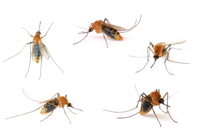Fly Control Service