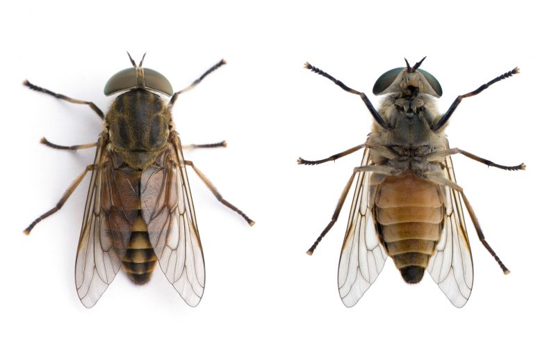 Fly Control Service
