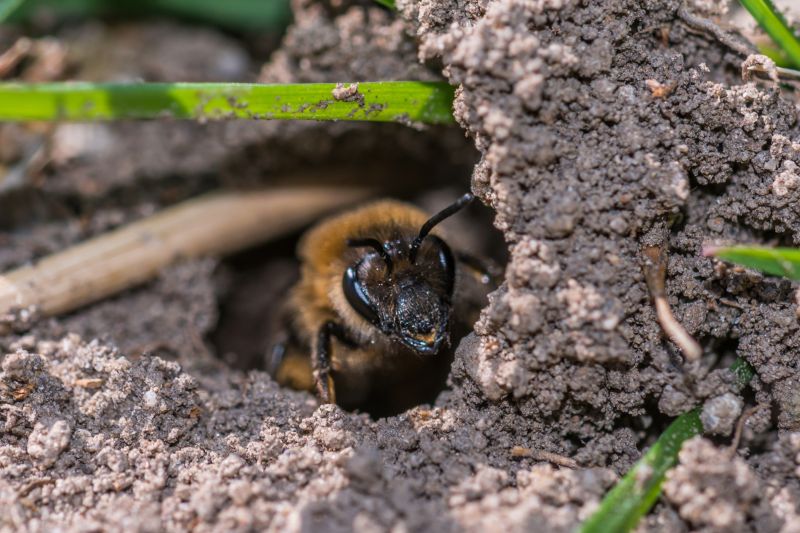 Ground Bees Removal