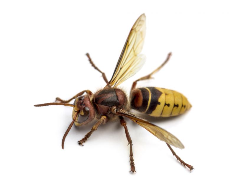 Hornets Extermination