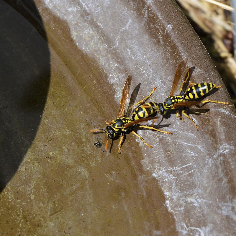 Hornets Extermination