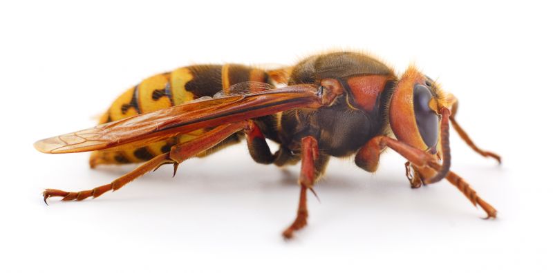 Hornets Extermination