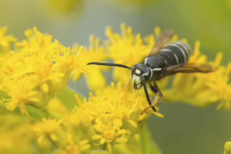 Hornets Extermination