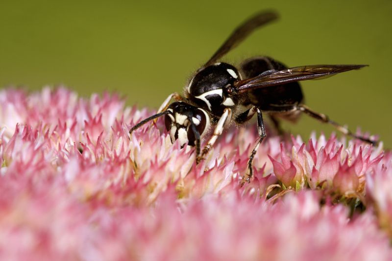 Hornets Extermination
