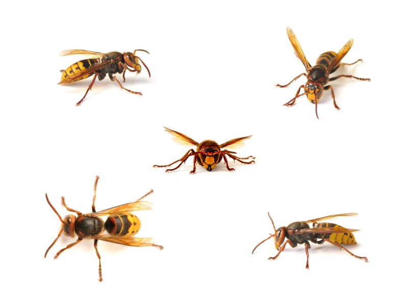 Hornets Extermination
