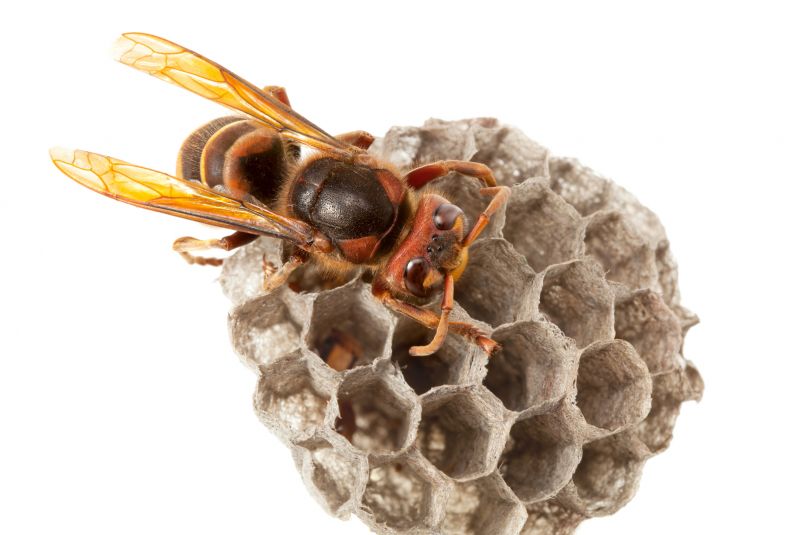 Hornets Extermination
