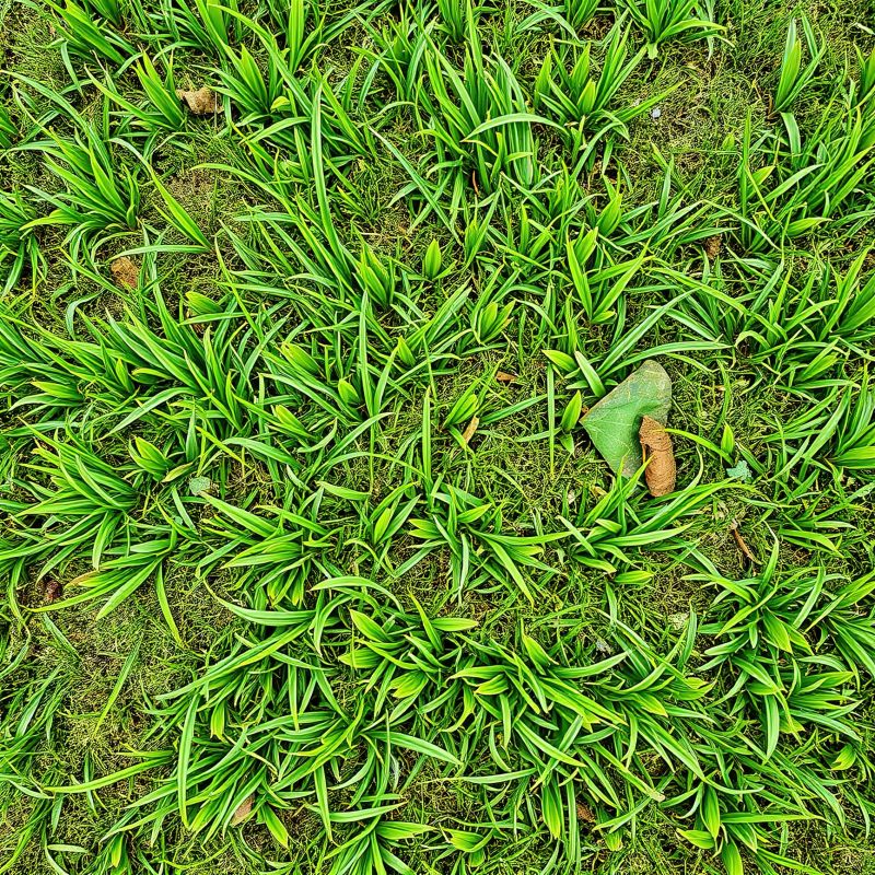 Hydroseeding Service