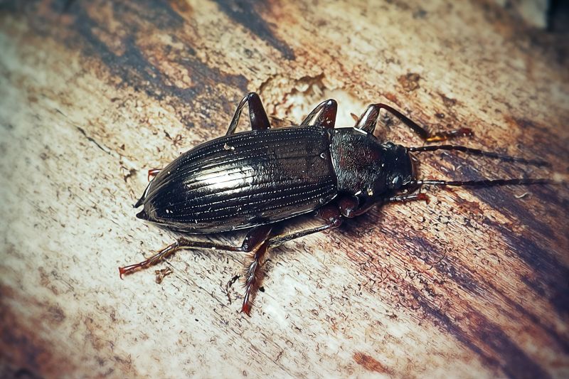 Insect Extermination Service