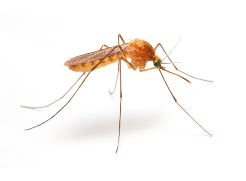 Mosquito Control Service