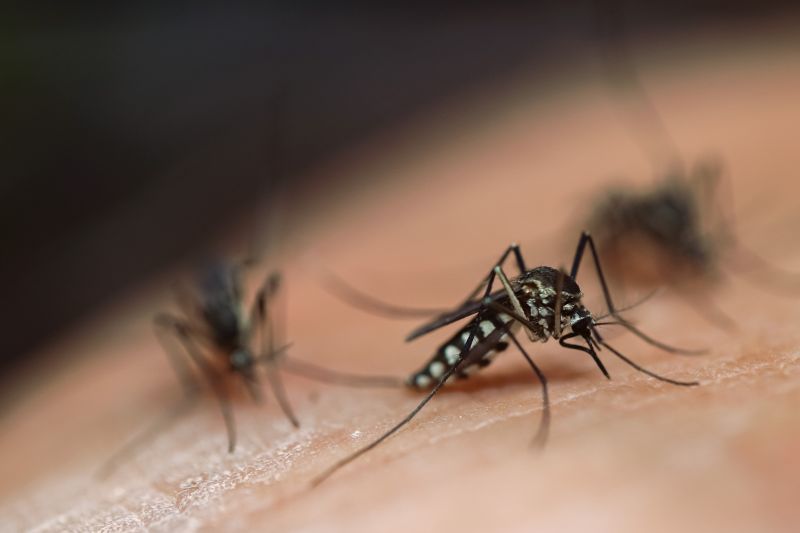 Mosquito Control Service