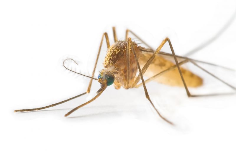Mosquito Control Service