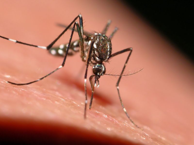 Mosquito Control Service