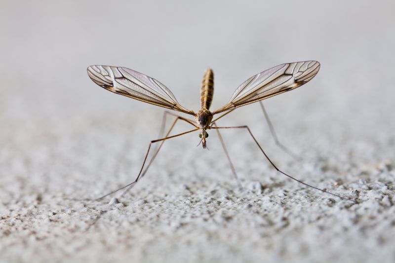 Mosquito Control Service