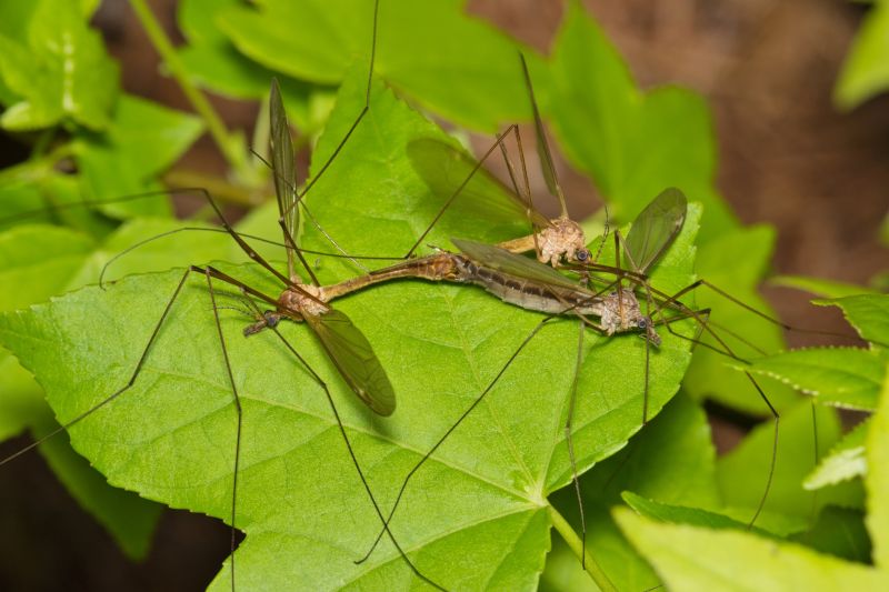 Mosquito Control Service