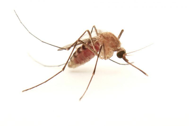 Mosquito Control Service