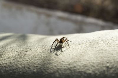 Spider Control Service