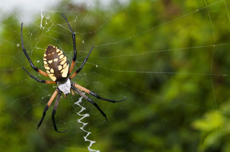 Spider Extermination Service