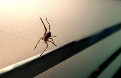 Spider Extermination Service