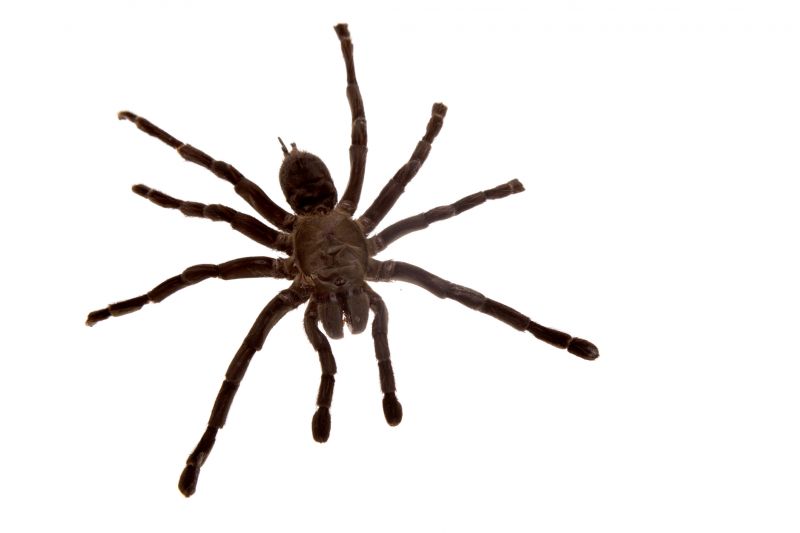 Spider Extermination Service
