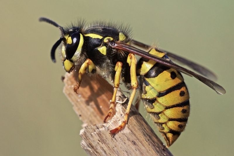 Stinging Insect Extermination