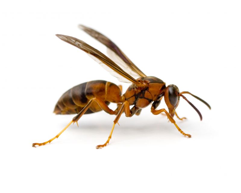 Stinging Insect Extermination