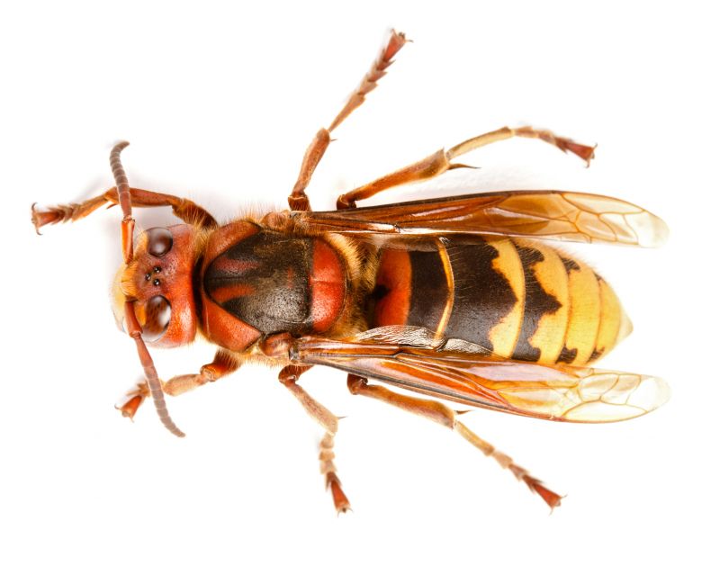 Stinging Insect Extermination