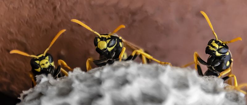 Stinging Insect Extermination