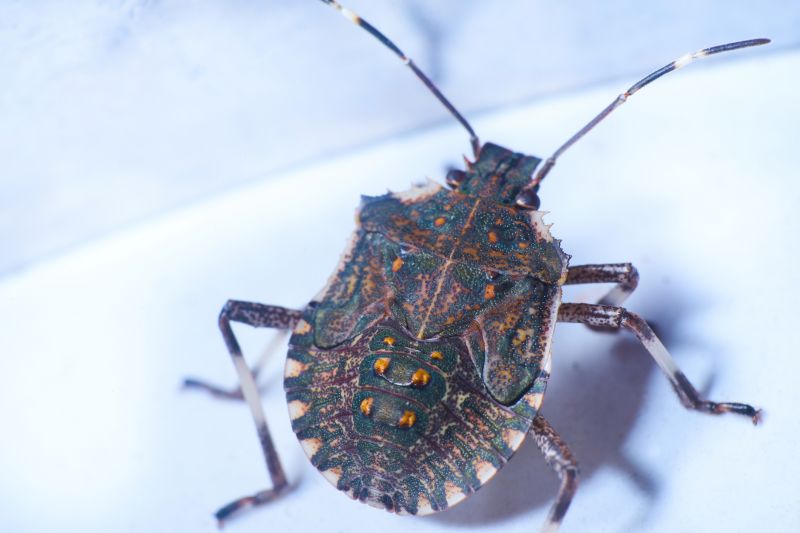 Stinging Insect Extermination