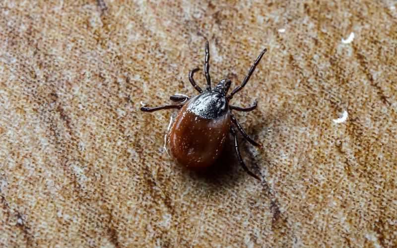 Tick Control Service